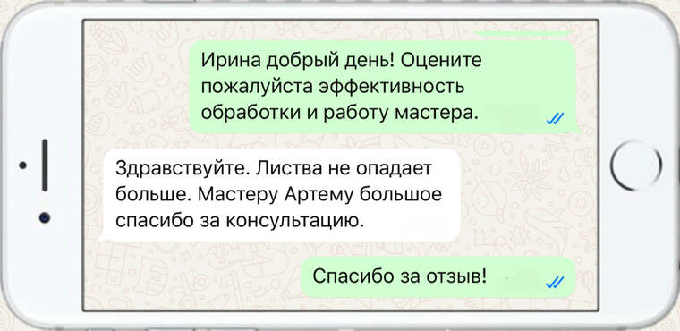 лечение деревьев от насекомых вредителей - фото №10
